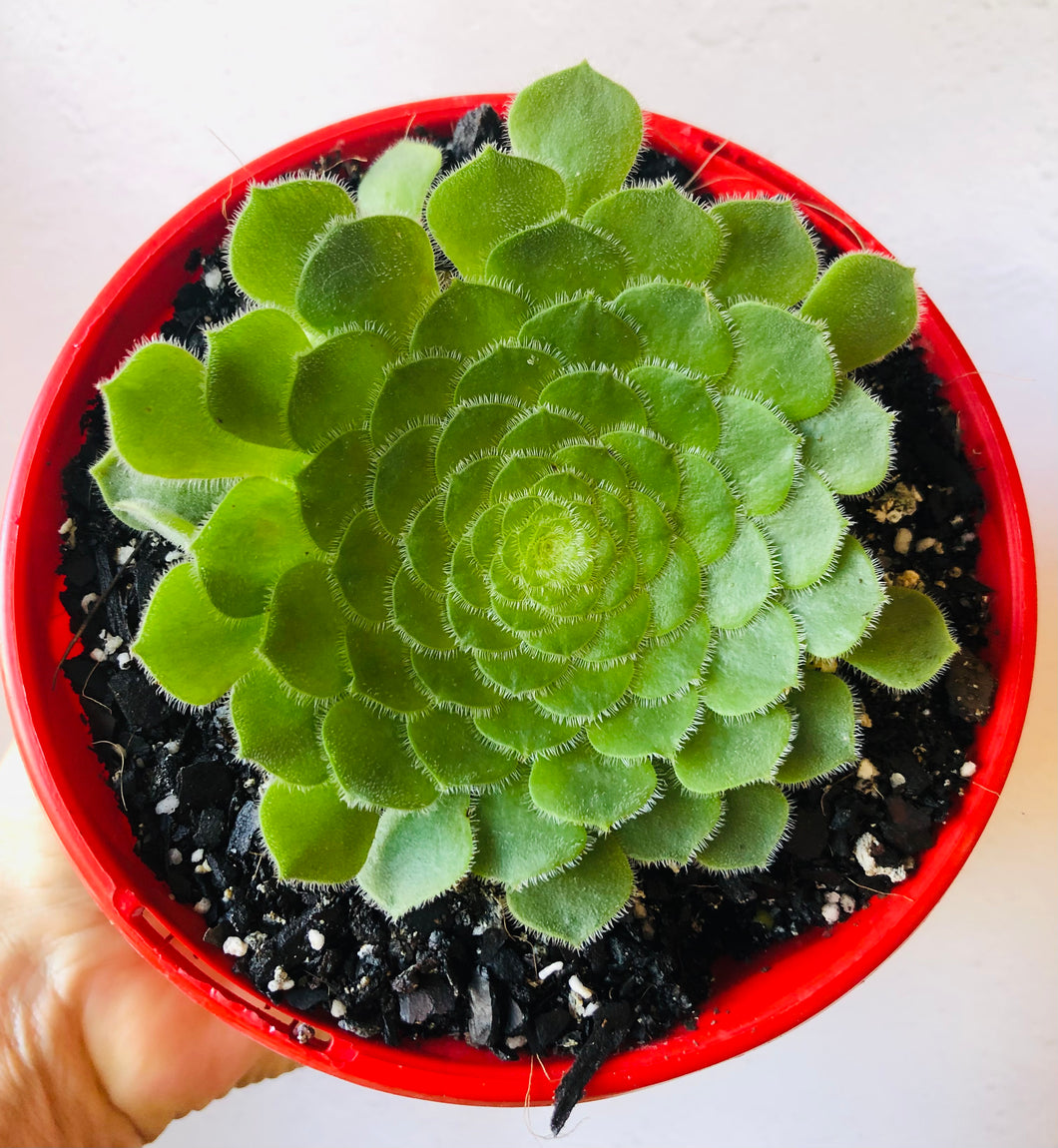 Aeonium tabuliforme Hime Meikyou