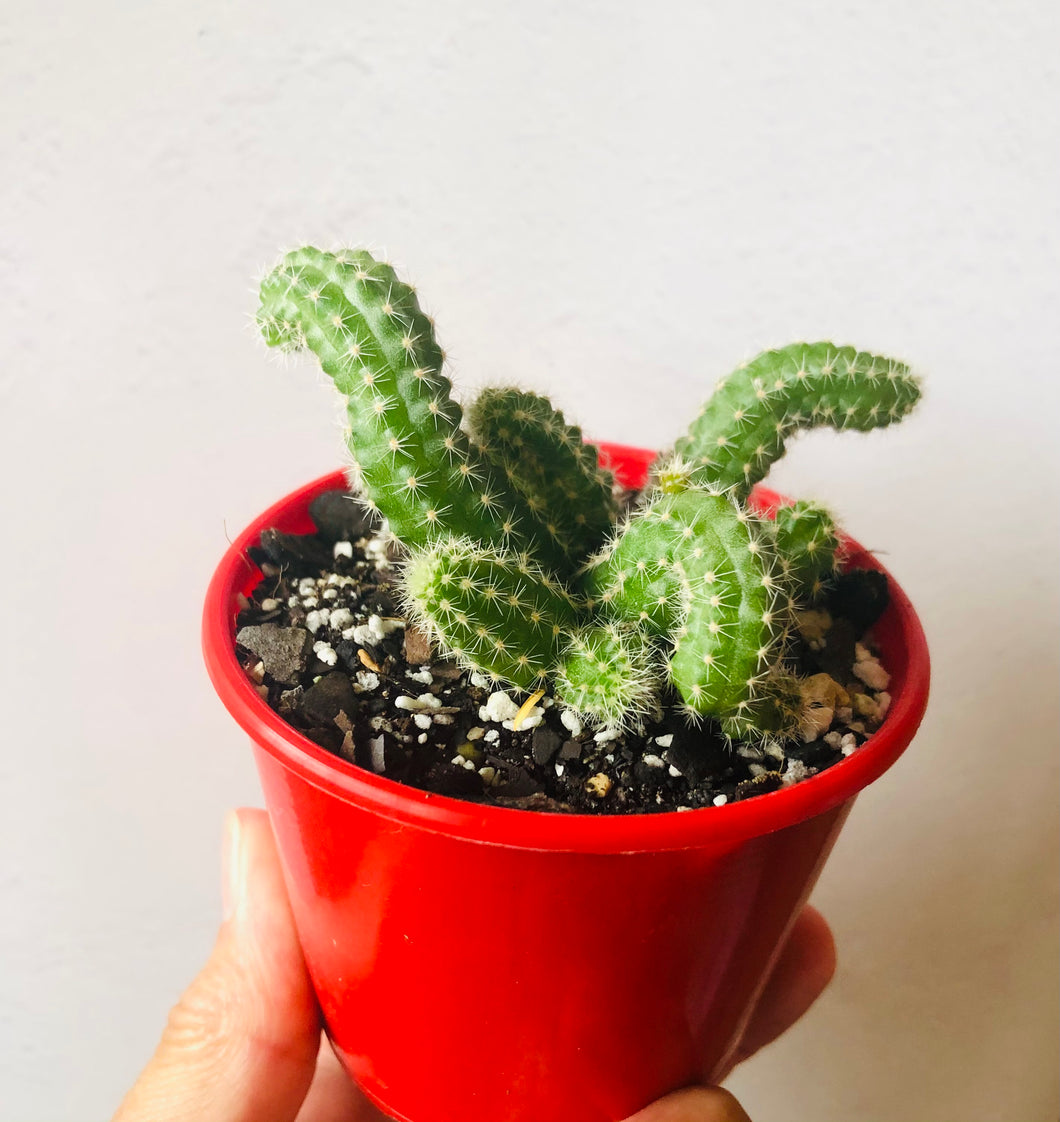 Chamaecereus silvestrii Peanut cactus