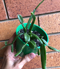 Load image into Gallery viewer, Rhipsalis micracantha