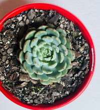 Load image into Gallery viewer, Echeveria Vincent Catto