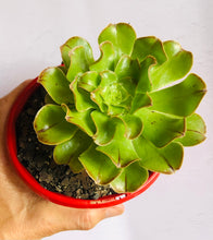 Load image into Gallery viewer, Aeonium atropurpureum