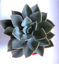 Load image into Gallery viewer, Graptoveria Dusk