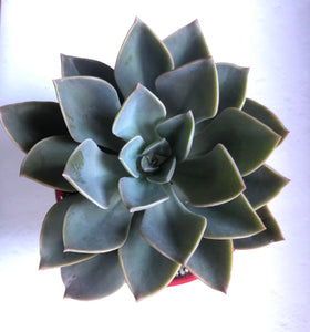 Graptoveria Dusk