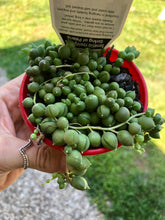 Load image into Gallery viewer, Senecio rowleyanus String of Pearls