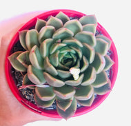 Echeveria agavoides Mira