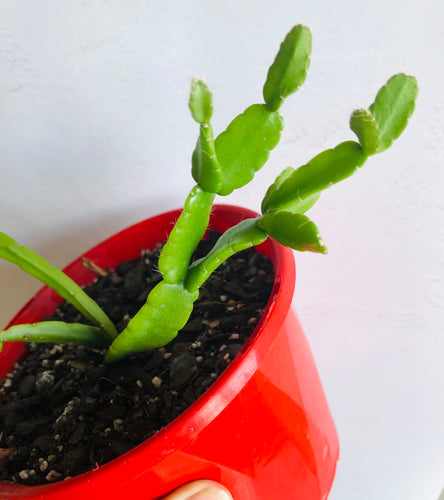 Rhipsalis micracantha