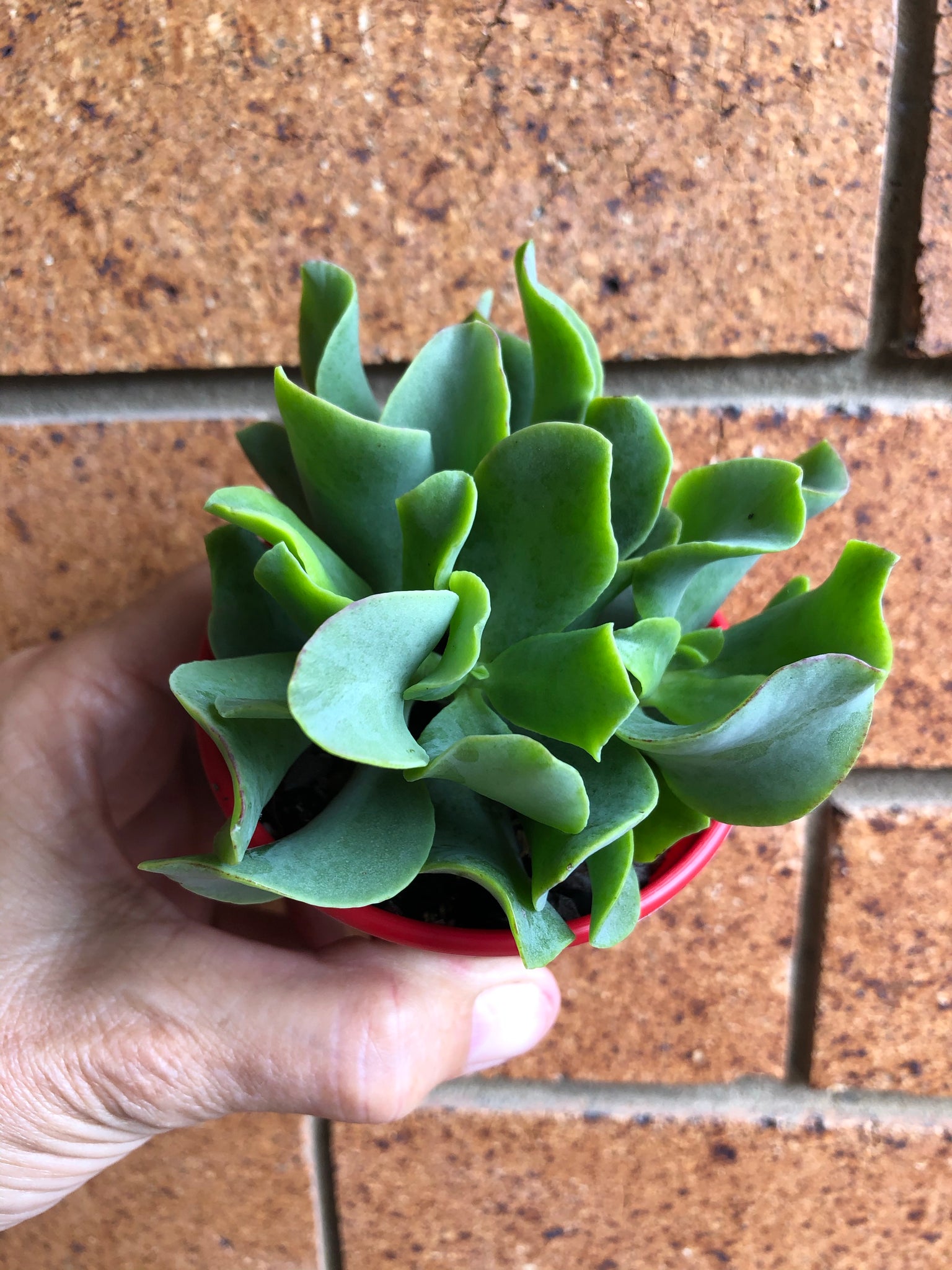 wavy jade plant Crassula ovata undulatafolia Curly or Ripple jade – The Succulent Garden