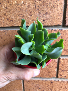 Crassula ovata undulatafolia Curly or Ripple jade