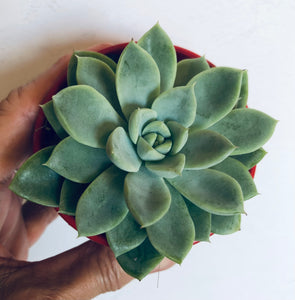 Echeveria Annette