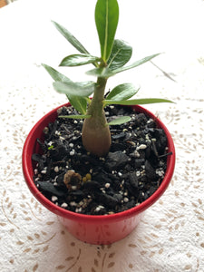 Adenium obesum Desert Rose