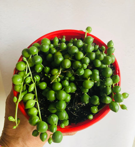 Senecio rowleyanus perla grande