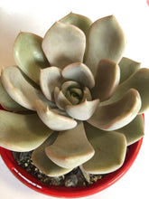 Load image into Gallery viewer, Echeveria Calara hybrid