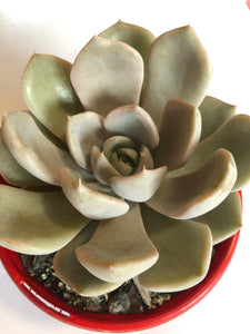 Echeveria Calara hybrid