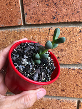 Load image into Gallery viewer, Delosperma lehmanii Ice Plant