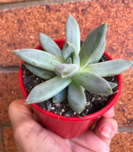 Load image into Gallery viewer, Pachyphytum longifolium