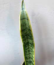 Load image into Gallery viewer, Sansevieria laurentii