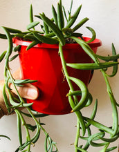 Load image into Gallery viewer, Senecio radicans String of bananas