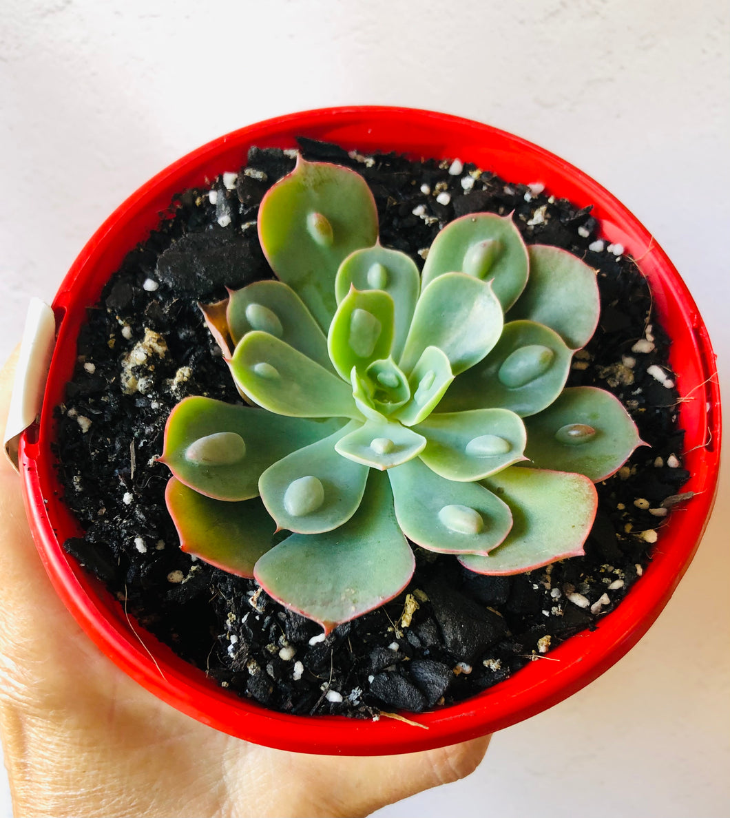 Echeveria 'Raindrops'