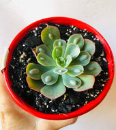Echeveria 'Raindrops'