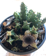 Load image into Gallery viewer, Stapelia variegata