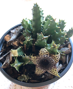 Stapelia variegata