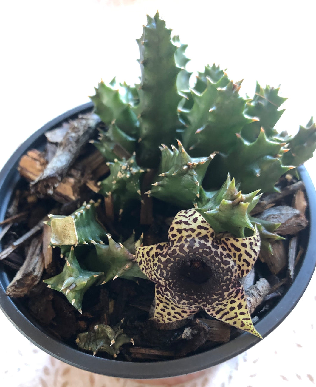 Stapelia variegata