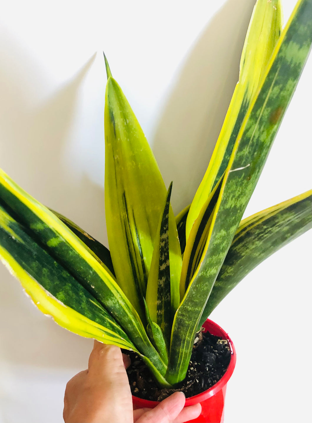 Sansevieria Golden Flame