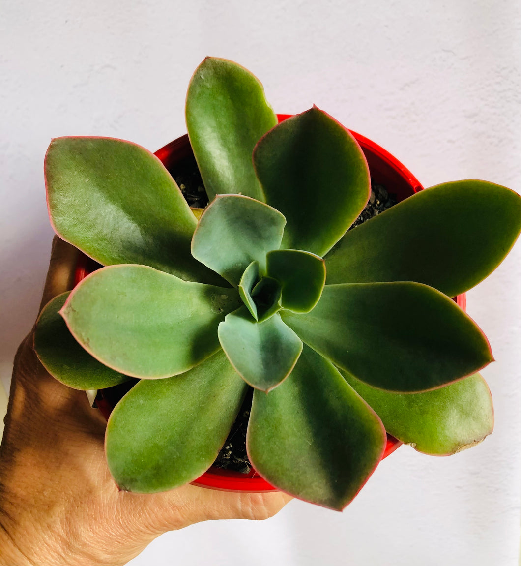 Echeveria Sunita