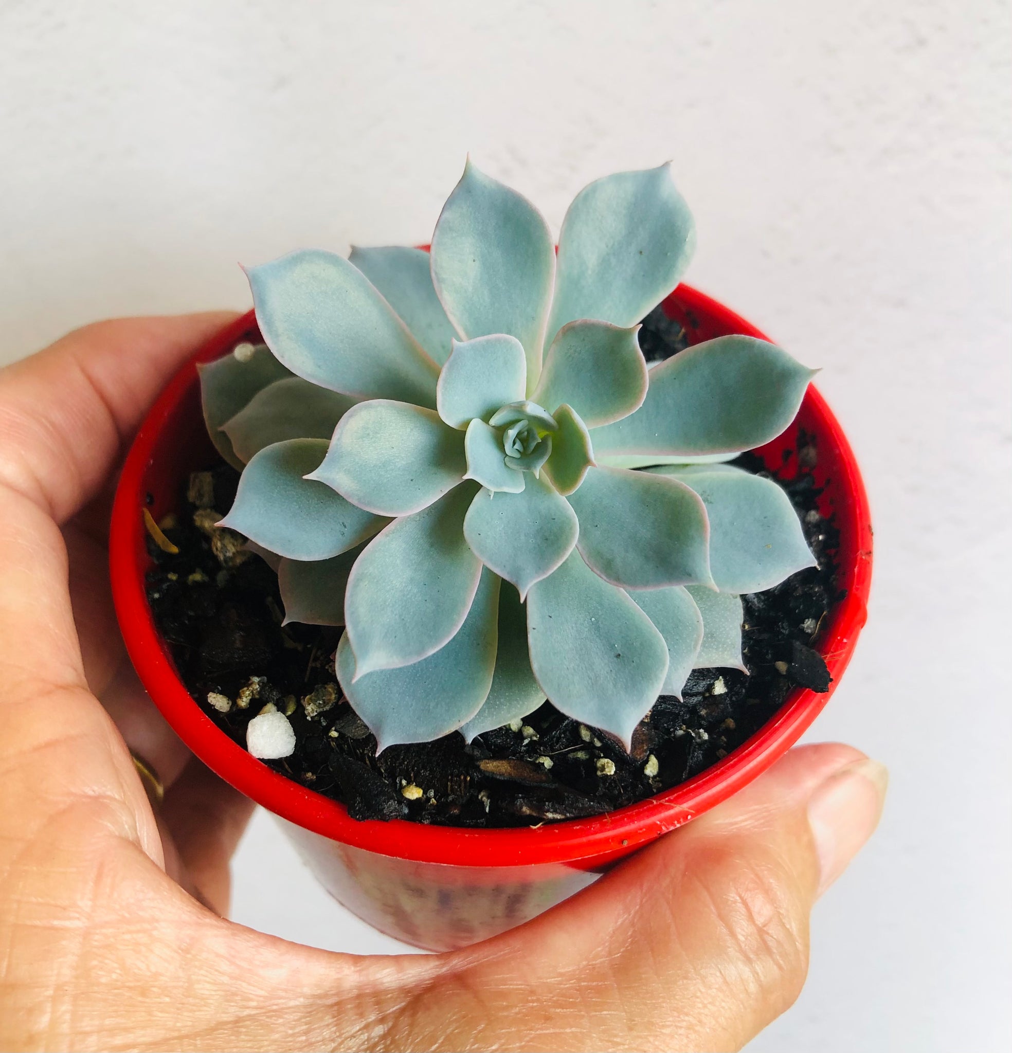 morning beauty succulent The Succulent Garden :: Echeveria 'Morning Beauty'