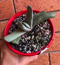 Load image into Gallery viewer, Gasteria grandorf