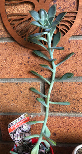 Graptopetalum paraguayense