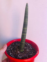 Load image into Gallery viewer, Sansevieria cylindrica &#39;Cylindrical Snake Plant&#39;