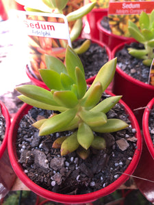 Sedum adolphi compact