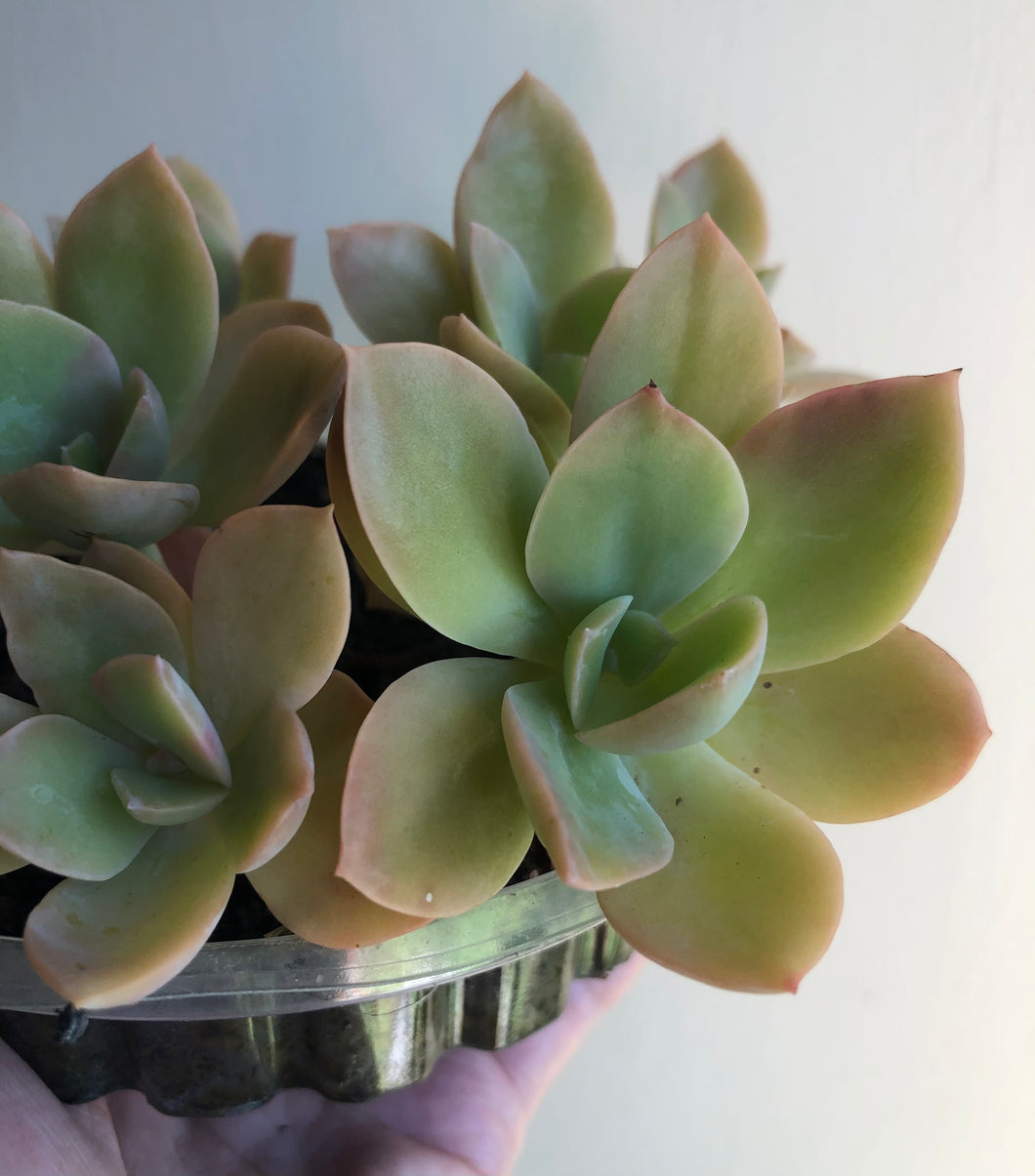 Graptoveria Albert Baynes