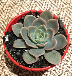 Echeveria Calara hybrid