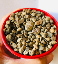 Load image into Gallery viewer, Lithops Living Stones