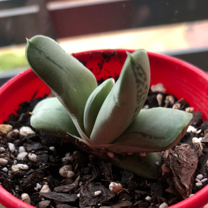 Gasteria grandorf