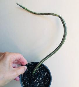 Senecio stapeliiformis Pickle plant
