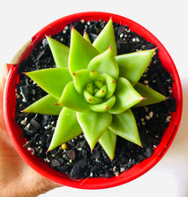 Load image into Gallery viewer, Echeveria agavoides Lipstick