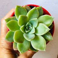 Graptoveria Manda