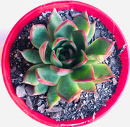 Echeveria benimusume