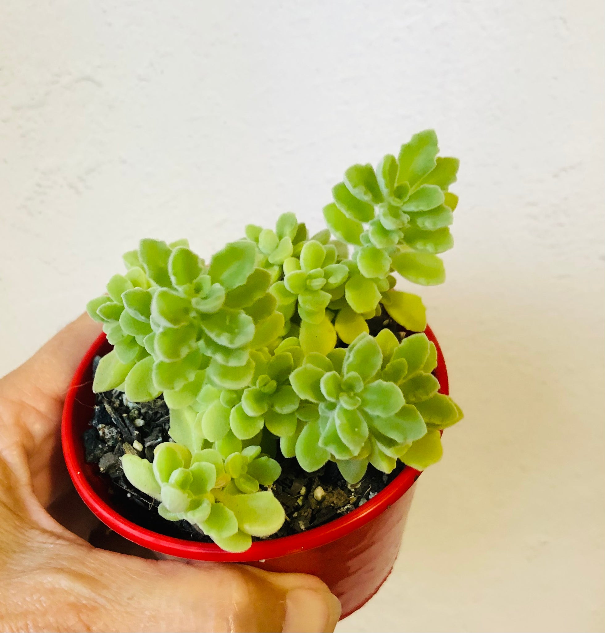 plectranthus succulent Plectranthus caninus Compact Vicks Plant – The Succulent Garden