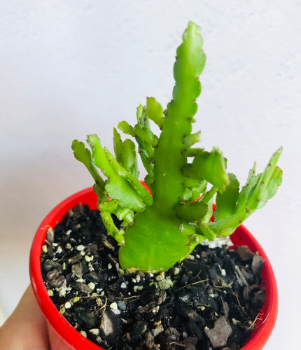 Rhipsalis schenkii Bits & Pieces