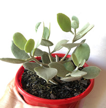 Load image into Gallery viewer, Kalanchoe bracteata Silver Spoons