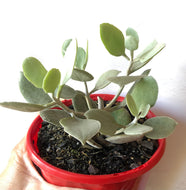 Kalanchoe bracteata Silver Spoons