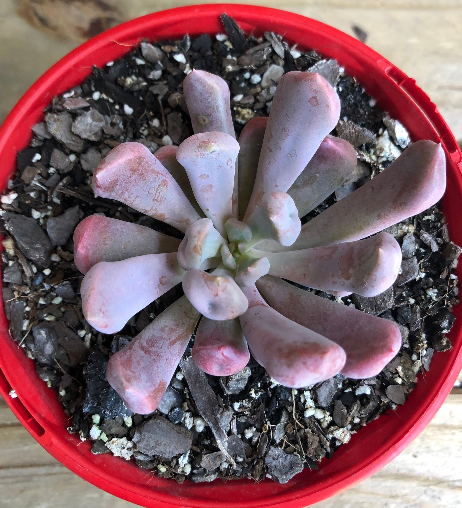 lilac spoons succulent Graptoveria 'Lilac Spoons'