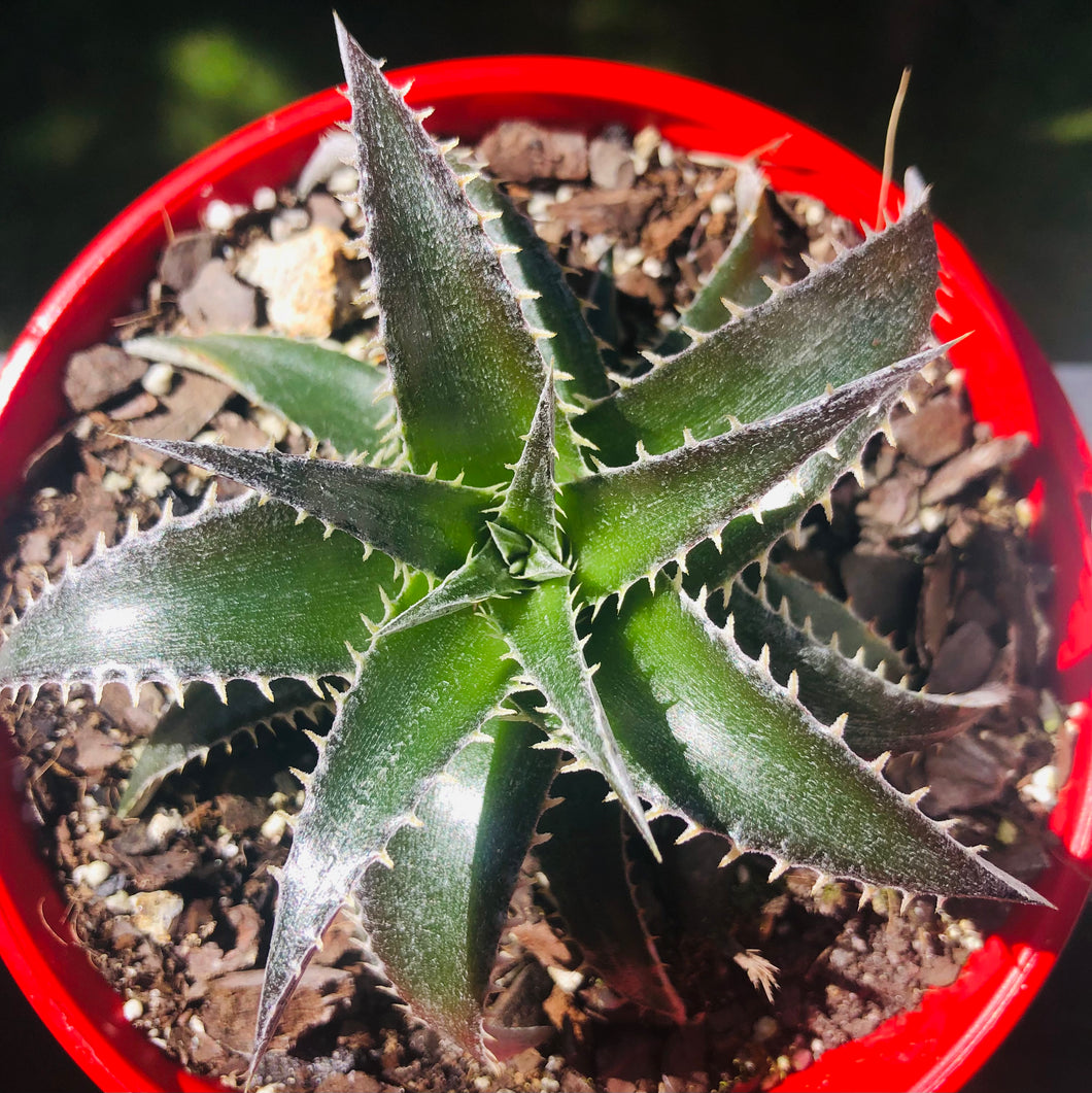 Dyckia