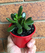 Load image into Gallery viewer, Crassula ovata Hobbit
