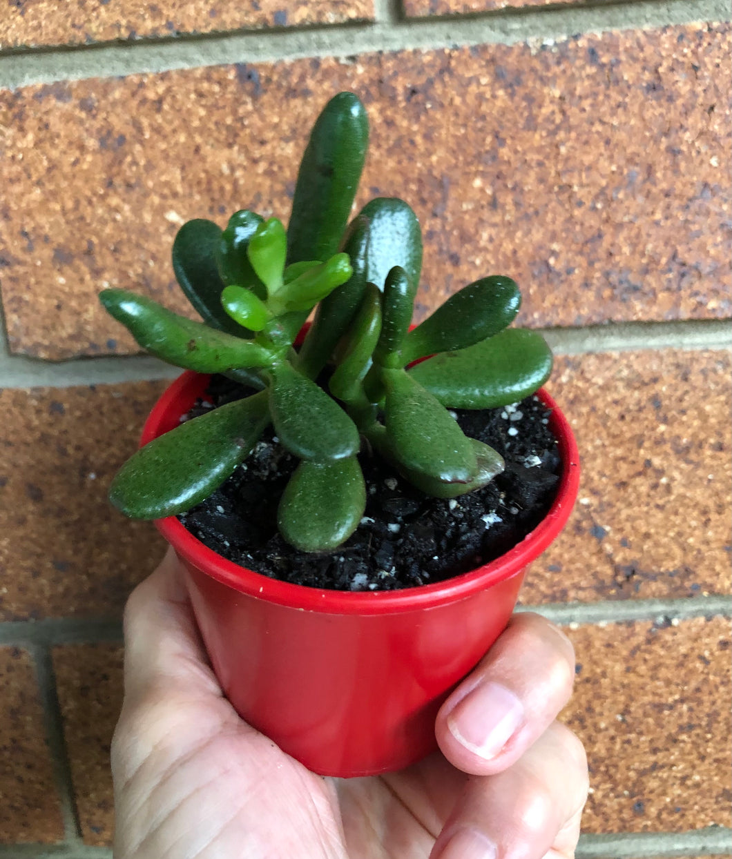 Crassula ovata Hobbit