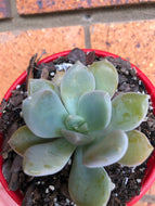 Pachyveria hybrid